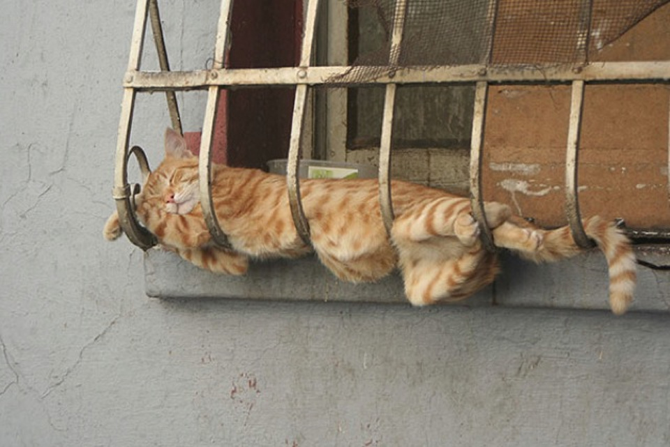 funny cat