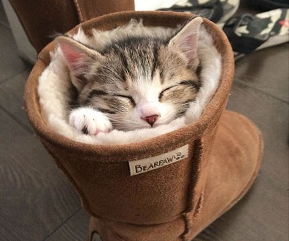 Cat sleeps in boot