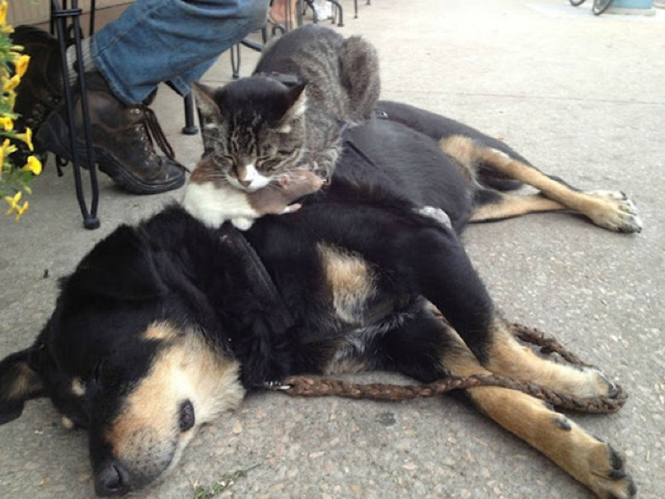 Cat sleeping on dog