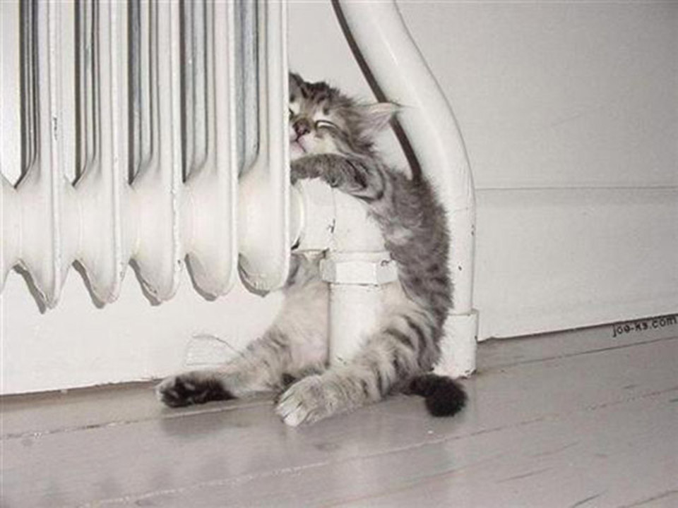 Kitten sleeping