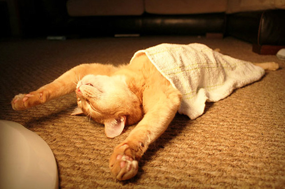 Cat sleeps funny