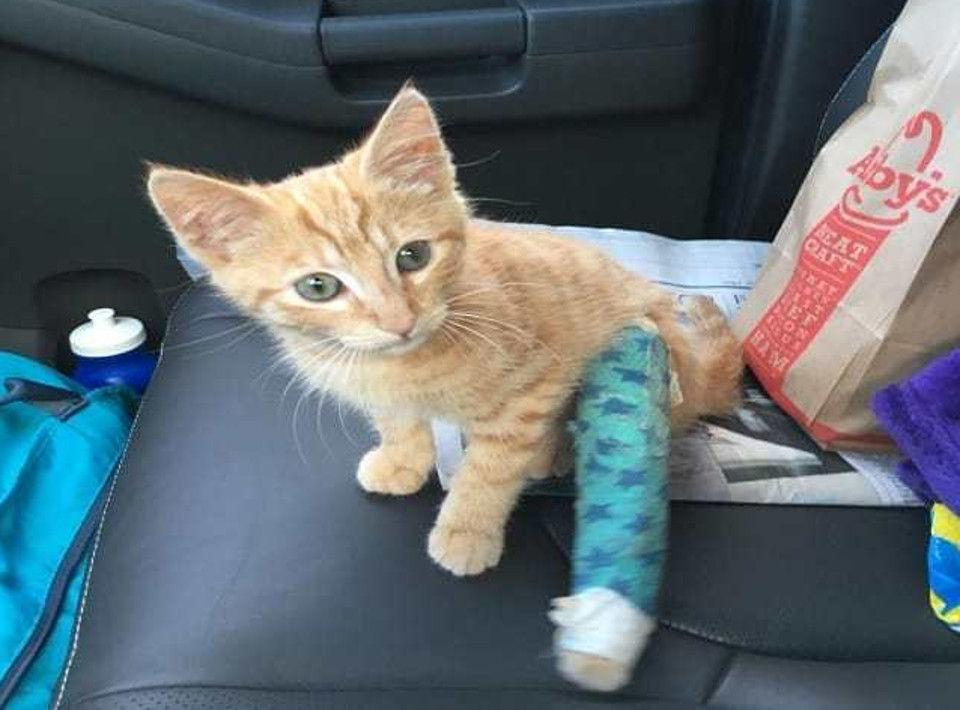 kitten was taken at the vet