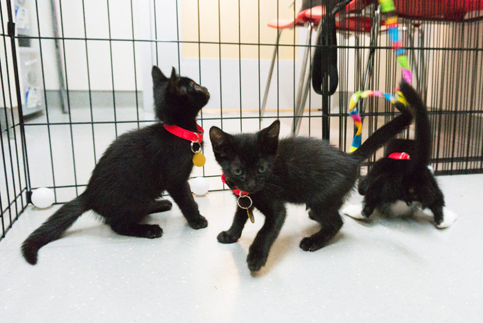 Kittens rescued from trash