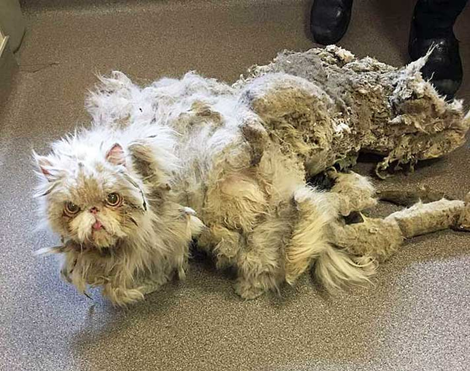 Matted cat