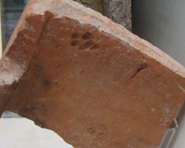 2000 Years Old Cat Paw Prints Found on a Roman Tile Proves Cats Never Cared