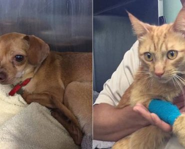 Cat And Dog Are In Emergency Care After Woman Left Them In 113-Degree Car…