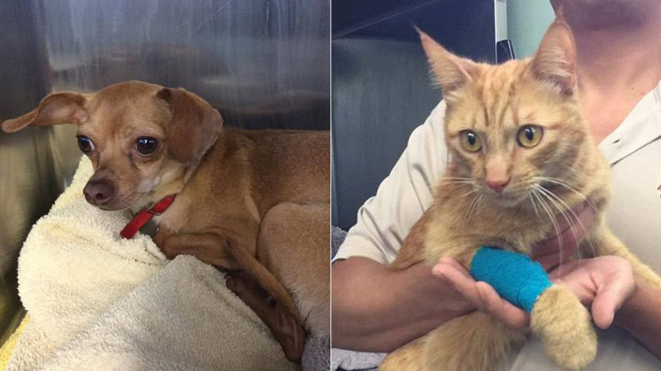 Cat And Dog Are In Emergency Care After Woman Left Them In 113-Degree Car…