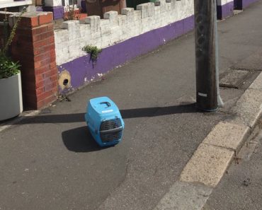 Cat Dumped In The Middle Of The Sidewalk With All His Stuff