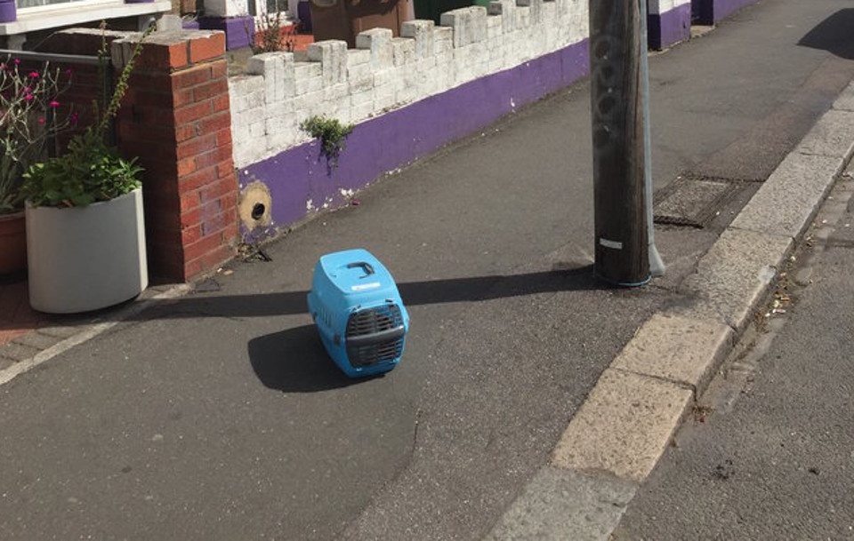 Cat Dumped In The Middle Of The Sidewalk With All His Stuff