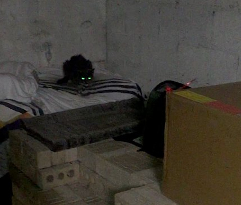 Cat Living In The Same Basement Where She Was Abandoned 20 Years Ago Is Rescued