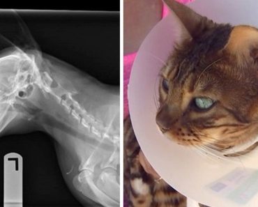 Cat Shot In The Head Survives in Minnesota…