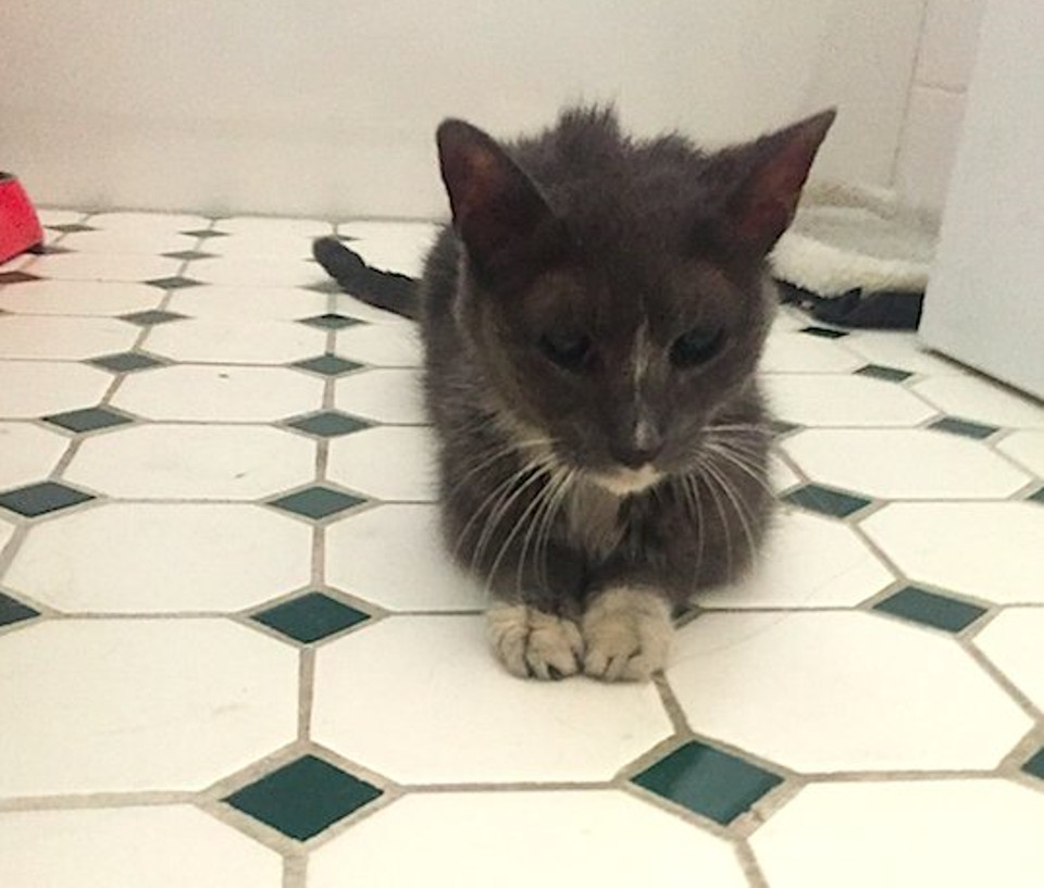 Cat rescued from basement 