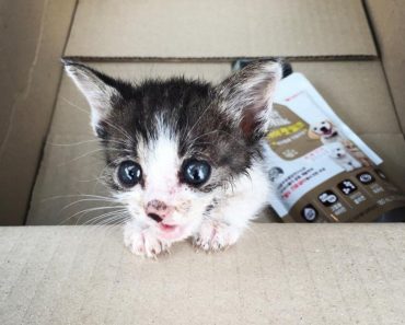 Injured Stray Kitten Walked Up To A Couple Crying For Help