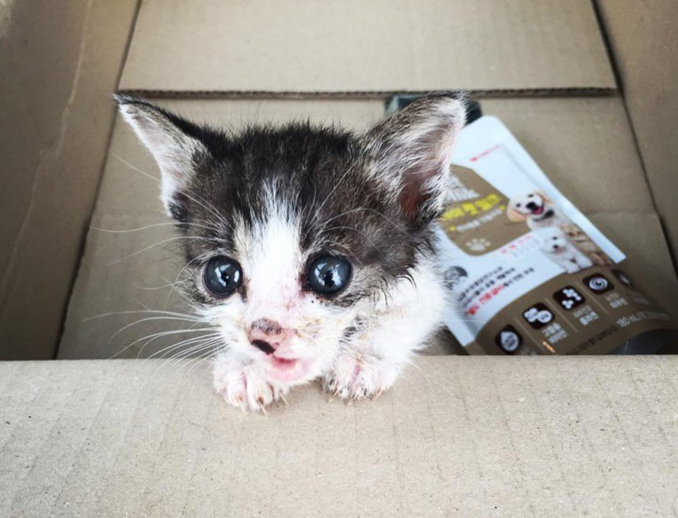 Injured Stray Kitten Walked Up To A Couple Crying For Help