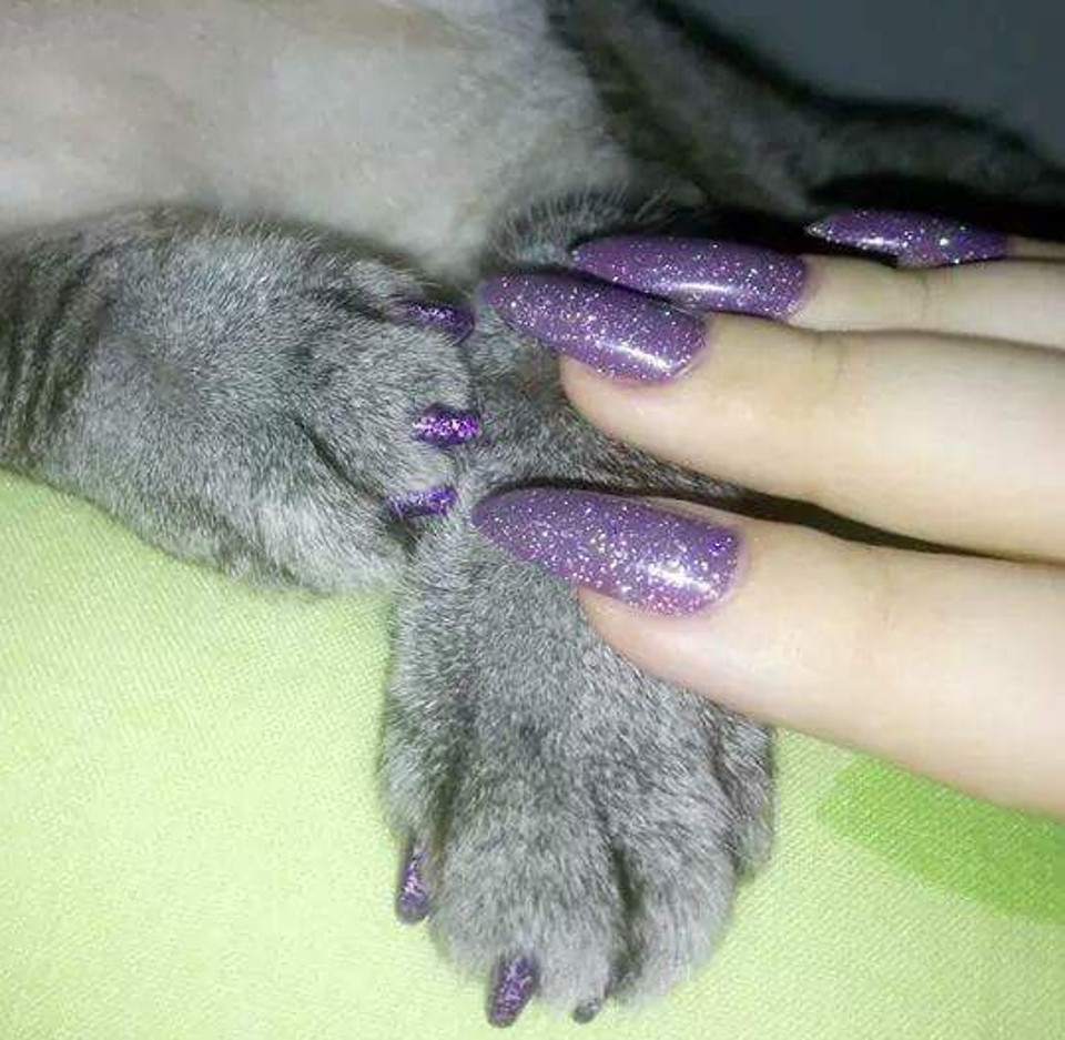 Is It Safe To Paint Your Cat’s Nails?