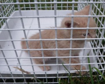 Kitten Found 20ft Up Tree, Huddled Next To Chicks In BIRD’S Nest