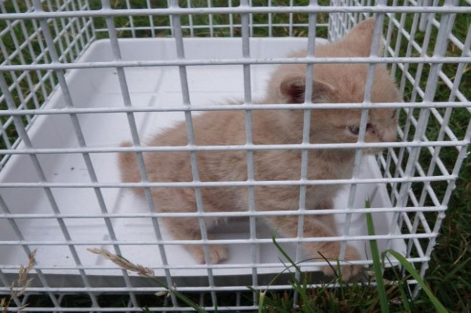 Kitten Found 20ft Up Tree, Huddled Next To Chicks In BIRD’S Nest