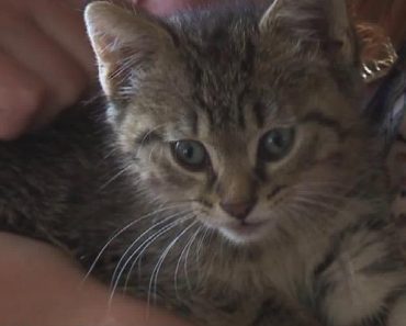 Kitten Who Was Trapped In SUV Wheel Well While It Was Being Driven Was Saved!