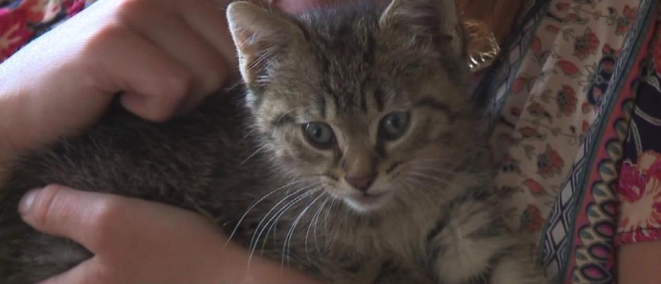 Kitten Who Was Trapped In SUV Wheel Well While It Was Being Driven Was Saved!