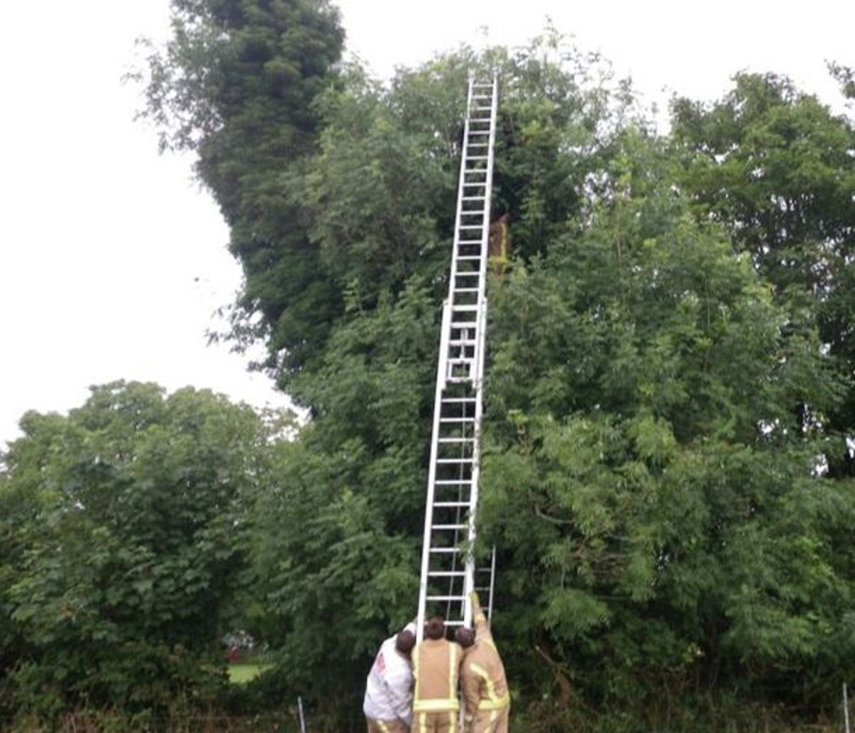 Kitten rescued from tree