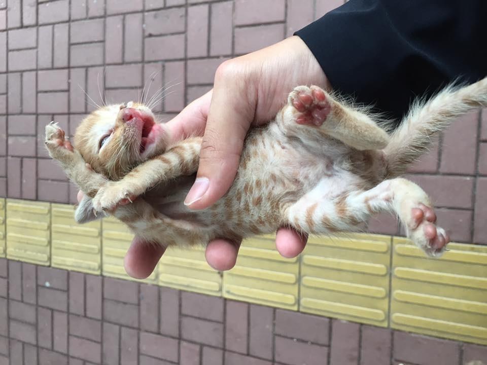 Kitten rescued from highway
