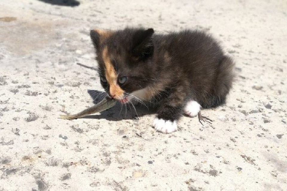 Kitten eating