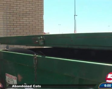 Cat Mother And Her Kittens Safe After Being Thrown in Bismarck Dumpster…