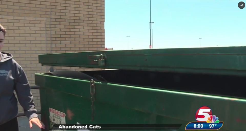 Cat Mother And Her Kittens Safe After Being Thrown in Bismarck Dumpster…