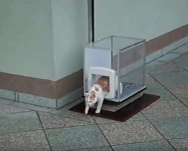 Human Built His Cat An Elevator To Get Up And Down Apartment Floors!