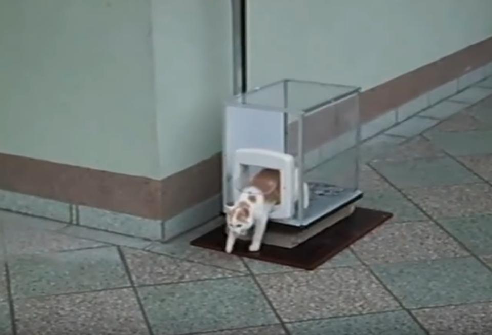 Human Built His Cat An Elevator To Get Up And Down Apartment Floors!