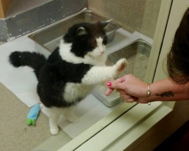 Senior Cat Kept Pawing at Glass in Shelter Until Someone Adopted Her!