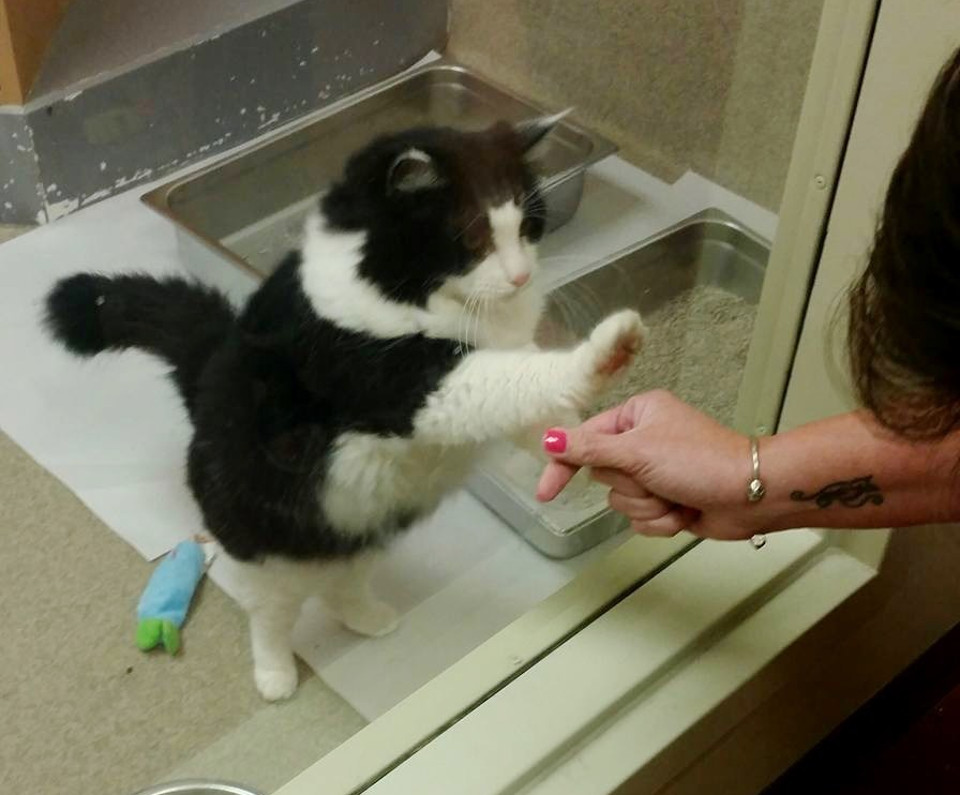 Senior Cat Kept Pawing at Glass in Shelter Until Someone Adopted Her!