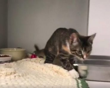 Special Kitten Finds A Home After Her Video Went Viral