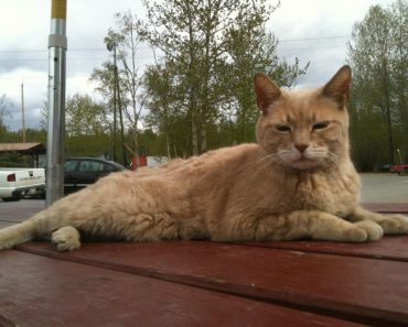 Stubbs, The Mayor of Talkeetna, Alaska, Has Sadly Passed Away At 20 Years Old