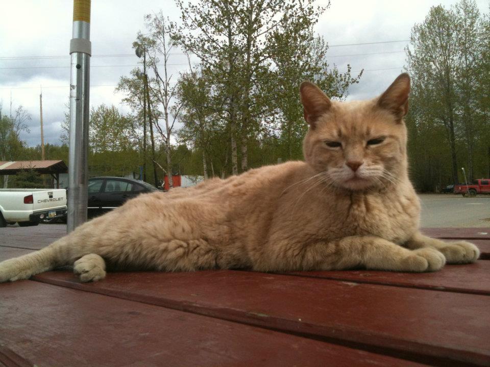 Stubbs, The Mayor of Talkeetna, Alaska, Has Sadly Passed Away At 20 Years Old