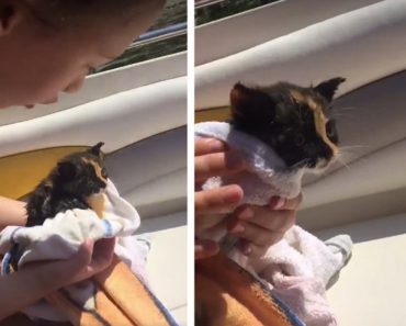 Tiny Kitten Who Was Stranded Alone In The Black Sea Is Rescued