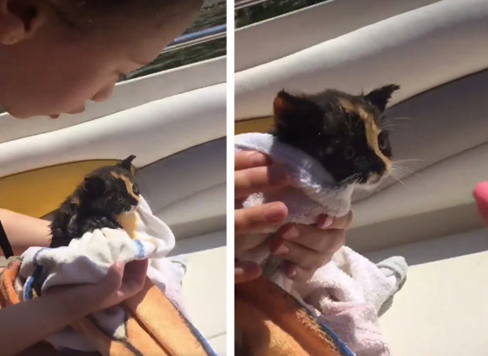 Tiny Kitten Who Was Stranded Alone In The Black Sea Is Rescued