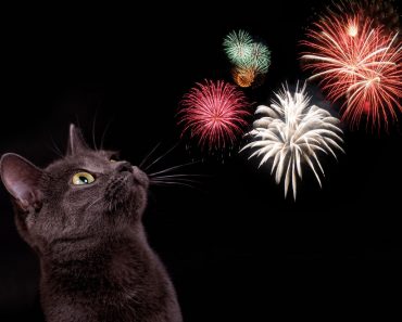 Town In Italy Switches To Silent Fireworks To Reduce Anxiety In Animals!