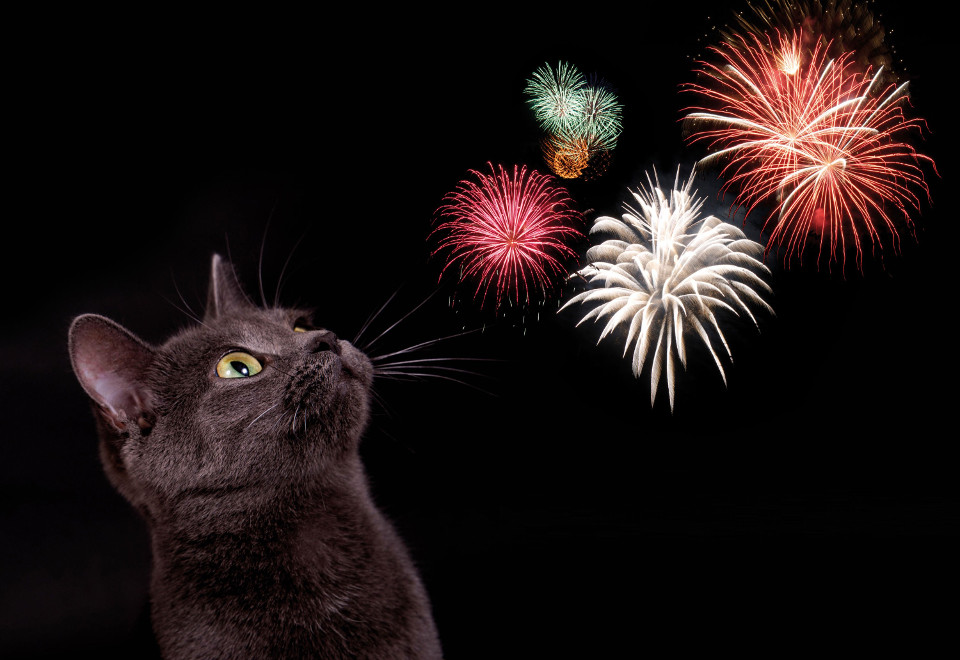 Town In Italy Switches To Silent Fireworks To Reduce Anxiety In Animals!