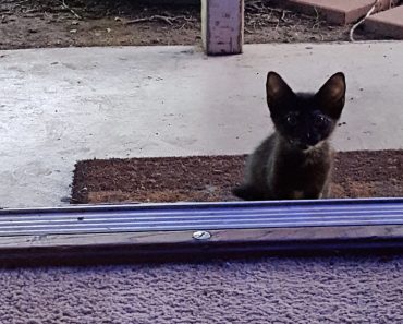 Woman Opens Door and She Finds a Cute Surprise Waiting For Her on Her Doorstep