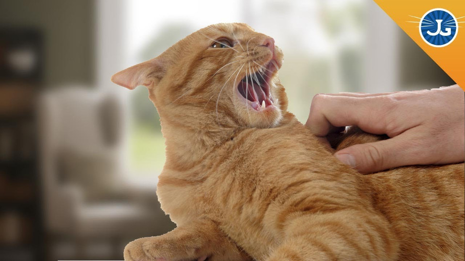 You’re Petting Your Cat All Wrong