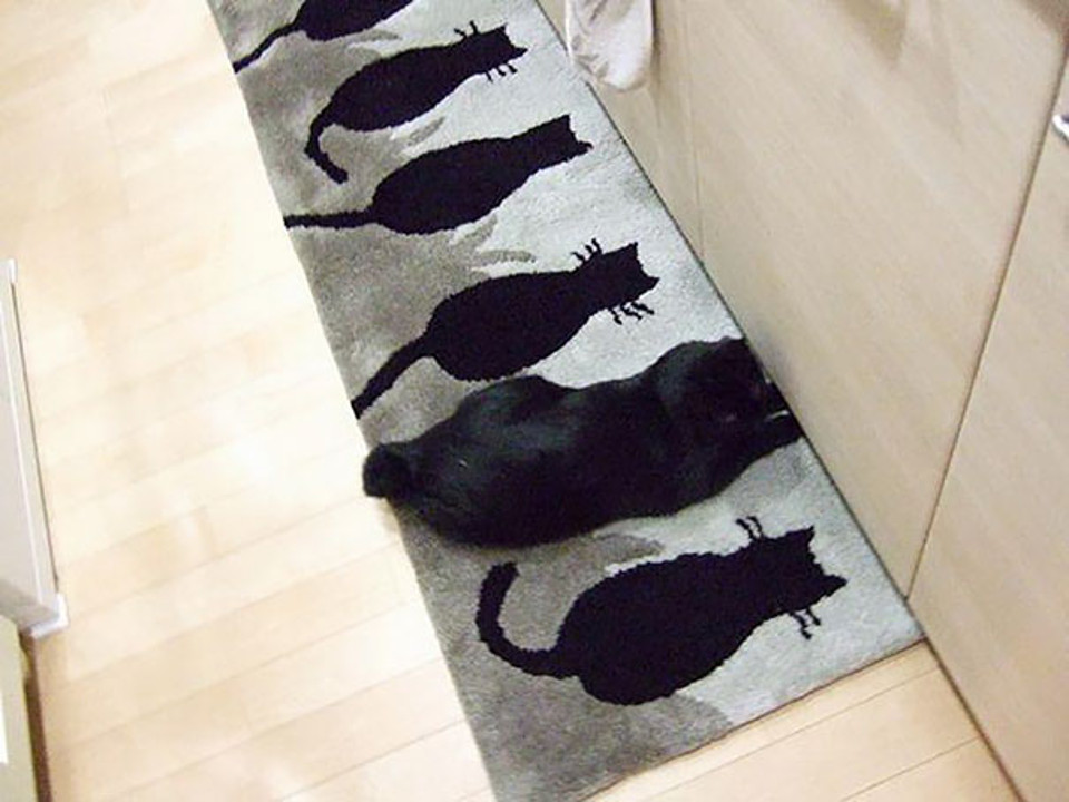 Cat camouflage 4