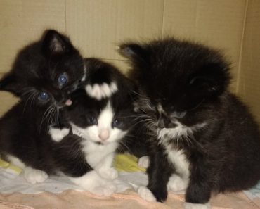 London Bus Driver Finds Three Kittens Abandoned Onboard!