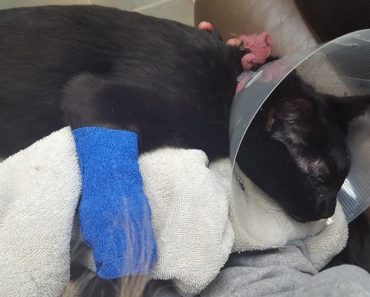 Cat Almost Died Because Of Eating A Common Household Item