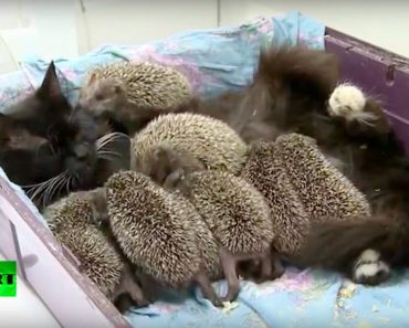 Cat Becomes Mom to 8 Unlikely Orphaned Babies