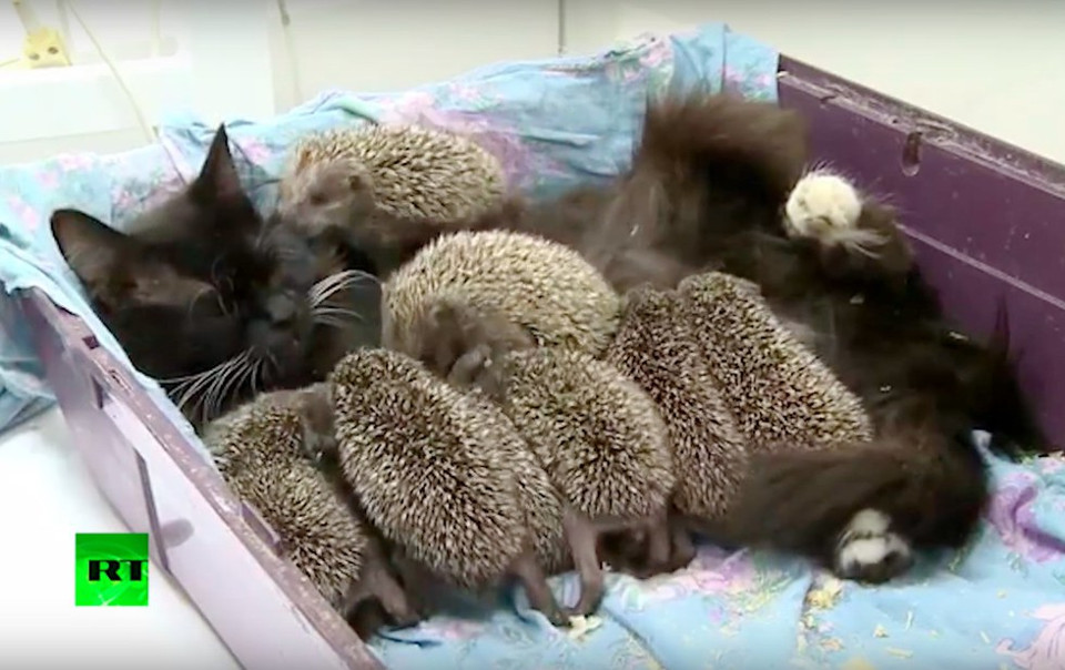 Cat Becomes Mom to 8 Unlikely Orphaned Babies