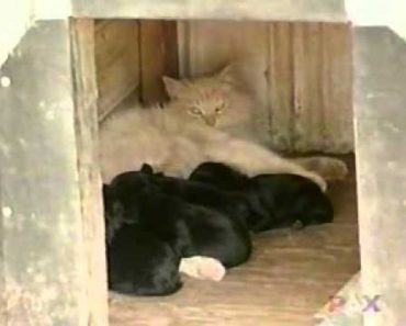 Cat Was Sad After Losing Her Babies. But She Met A Litter Of Puppies…