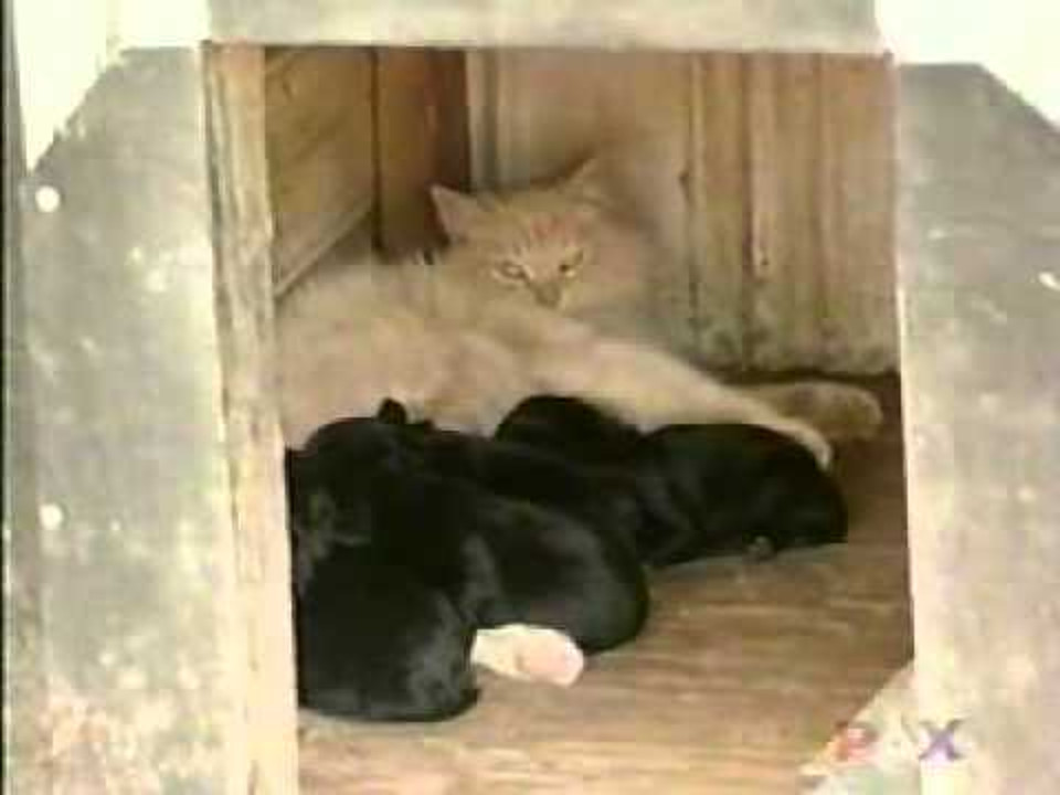 Cat Was Sad After Losing Her Babies. But She Met A Litter Of Puppies…