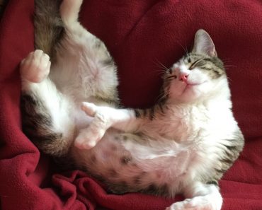 Dying Cat Was Abandoned At A Shelter, But  A Surgery Saved His Life