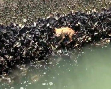 They Thought They Saw An Octopus But They Made An Adorable River Rescue